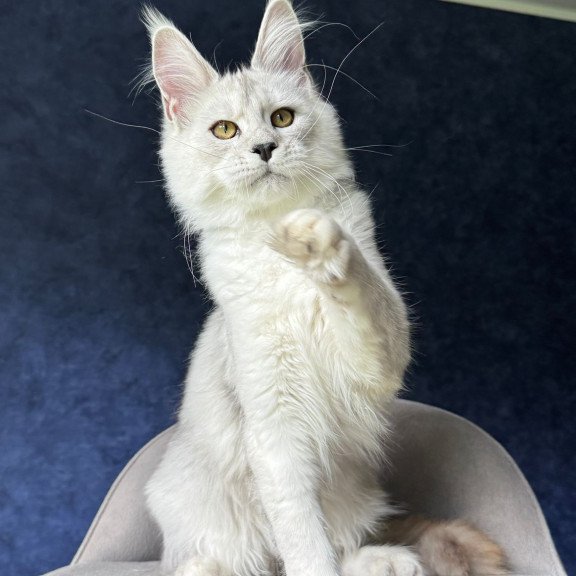 Maine Coon NOV Ussi
