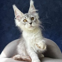 Maine Coon NOV Yacaranda