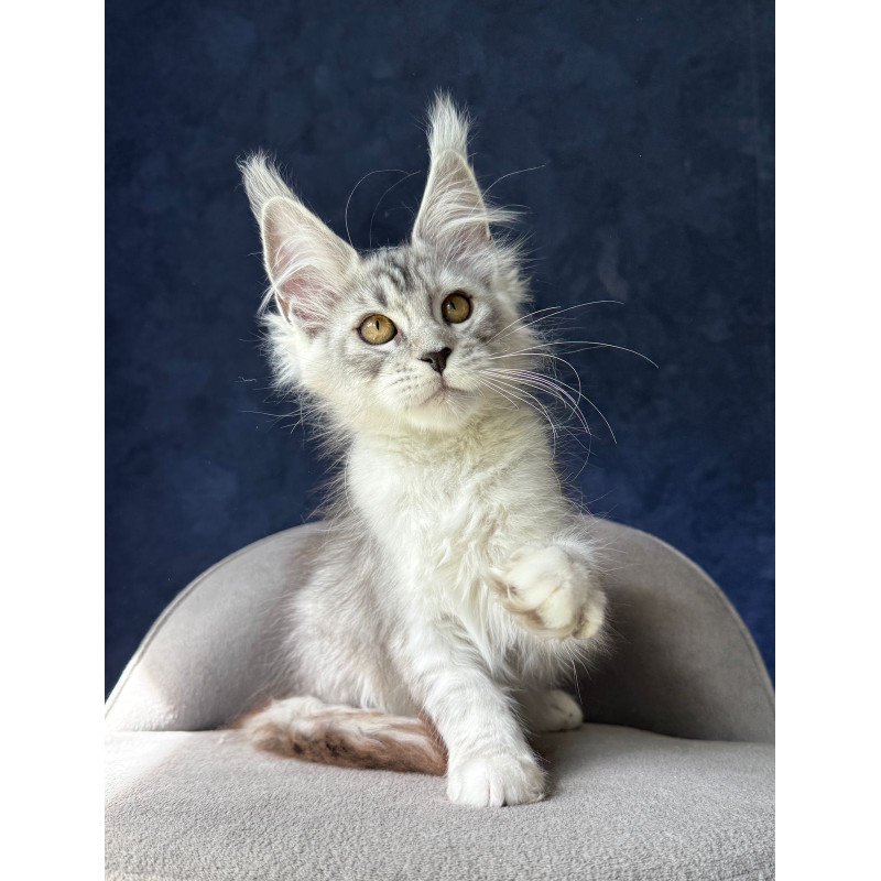 Maine Coon NOV Yacaranda