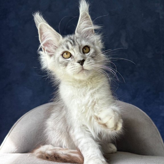 Maine Coon NOV Yacaranda