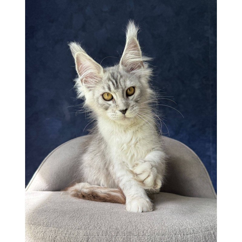 Maine Coon NOV Yacaranda
