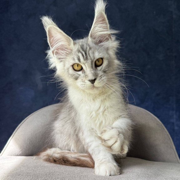 Maine Coon NOV Yacaranda