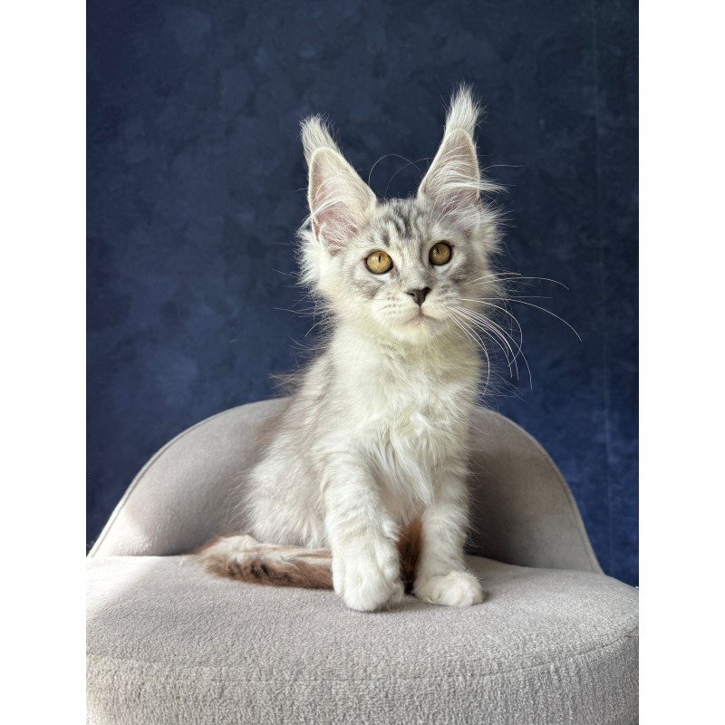 Maine Coon NOV Yacaranda