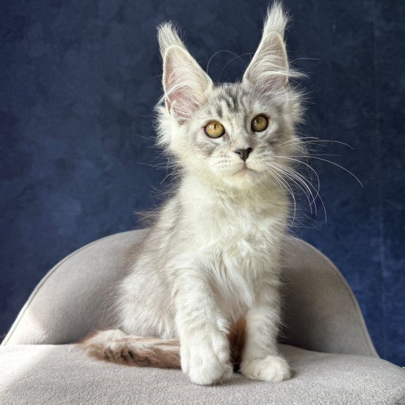 Maine Coon NOV Yacaranda