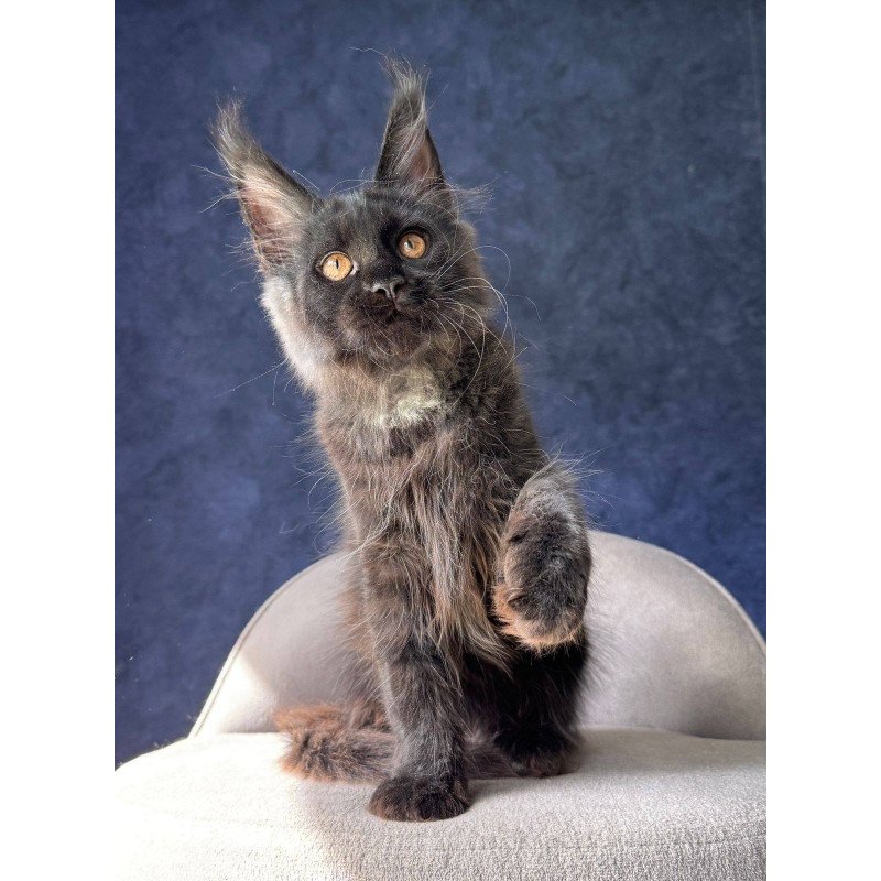 Maine Coon NOV Azari