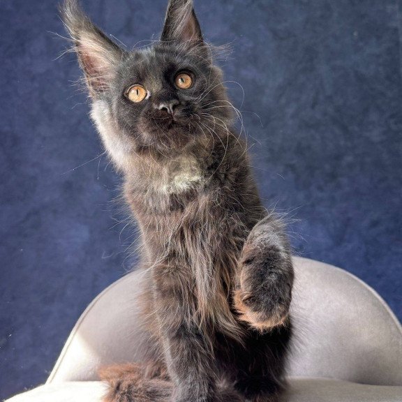 Maine Coon NOV Azari
