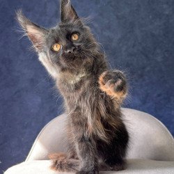Maine Coon NOV Azari