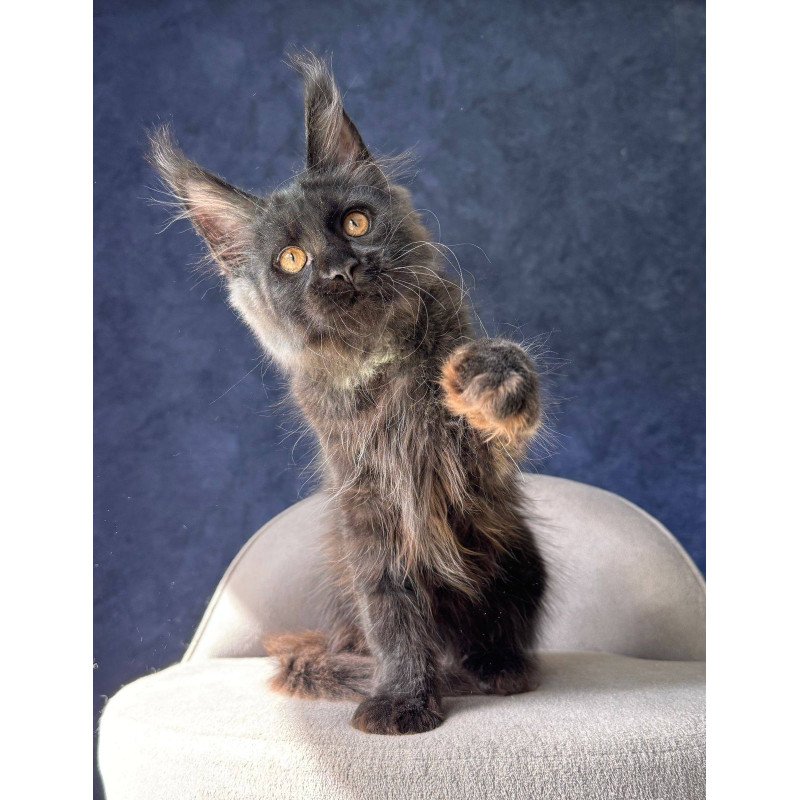 Maine Coon NOV Azari