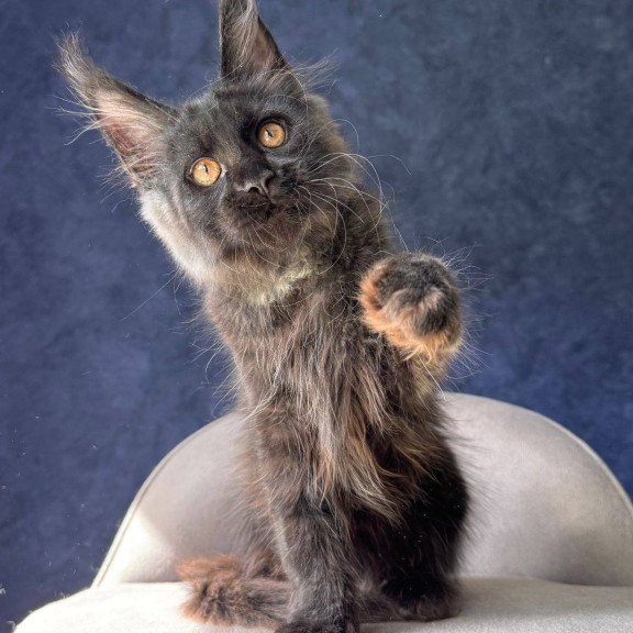 Maine Coon NOV Azari