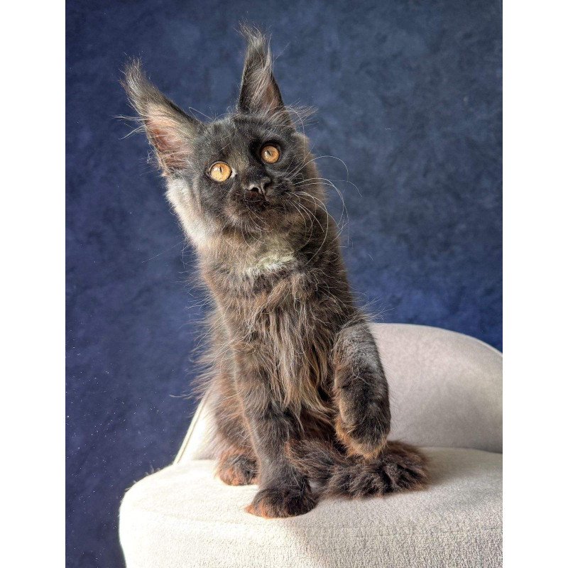 Maine Coon NOV Azari