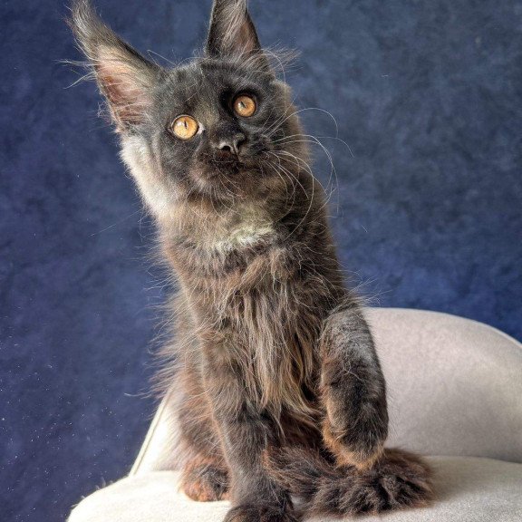 Maine Coon NOV Azari