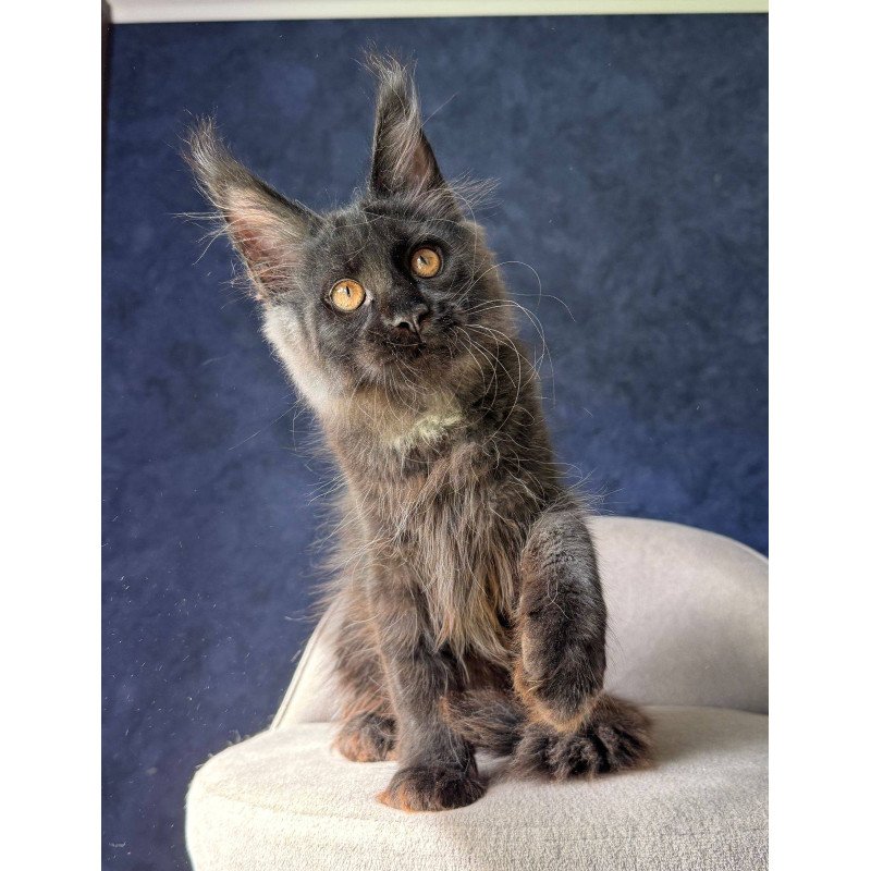 Maine Coon NOV Azari