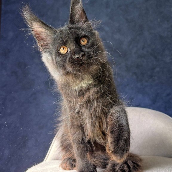 Maine Coon NOV Azari