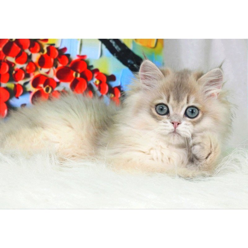 British Peach