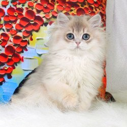 British Peach