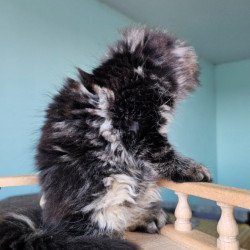Maine Coon Emma