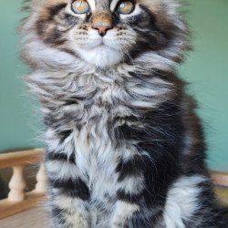 Maine Coon Emma