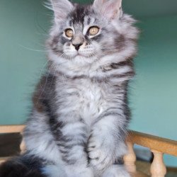 Maine Coon Floria