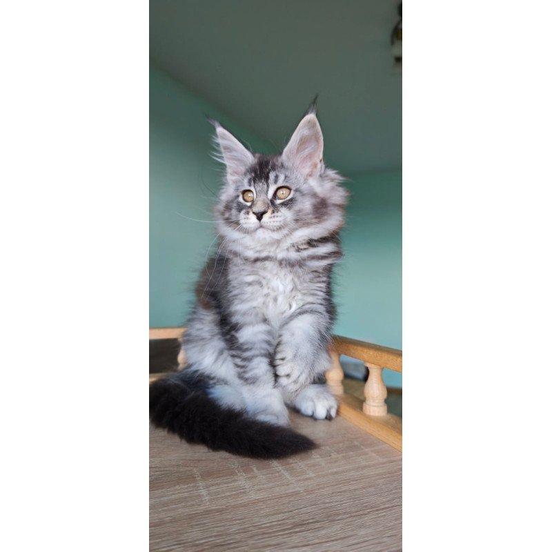 Maine Coon Floria