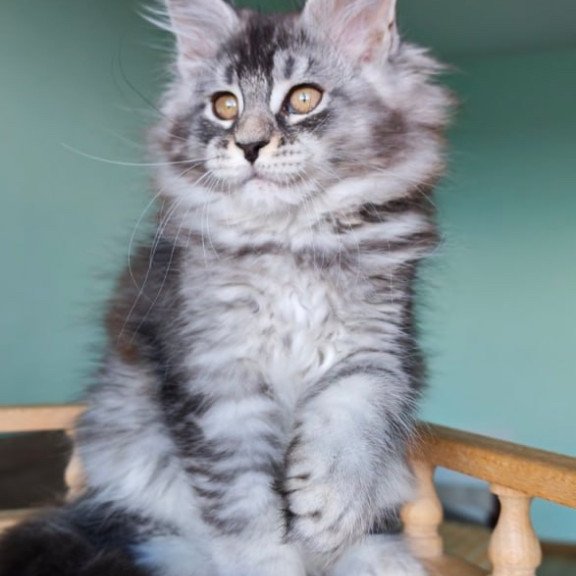 Maine Coon Floria
