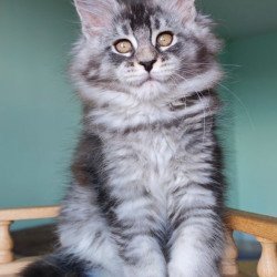 Maine Coon Floria