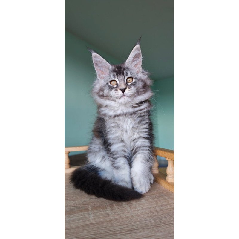 Maine Coon Floria