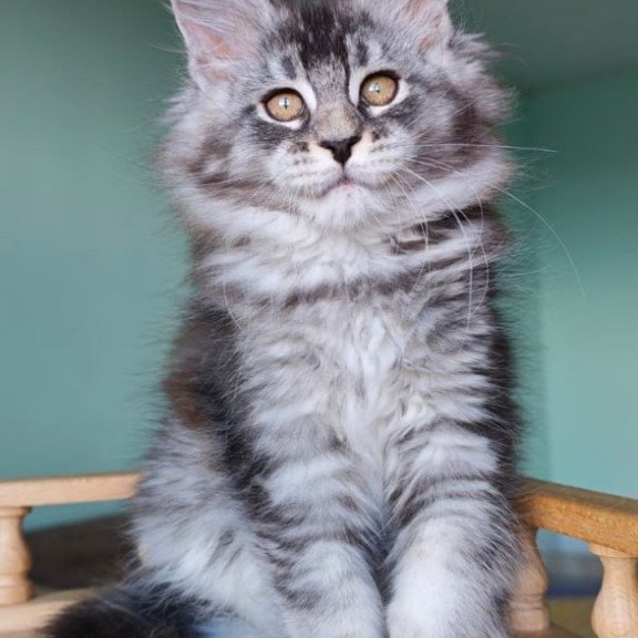 Maine Coon Floria