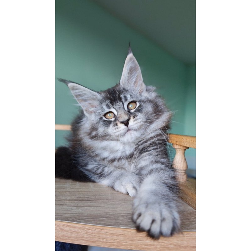 Maine Coon Floria