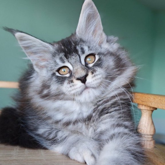Maine Coon Floria