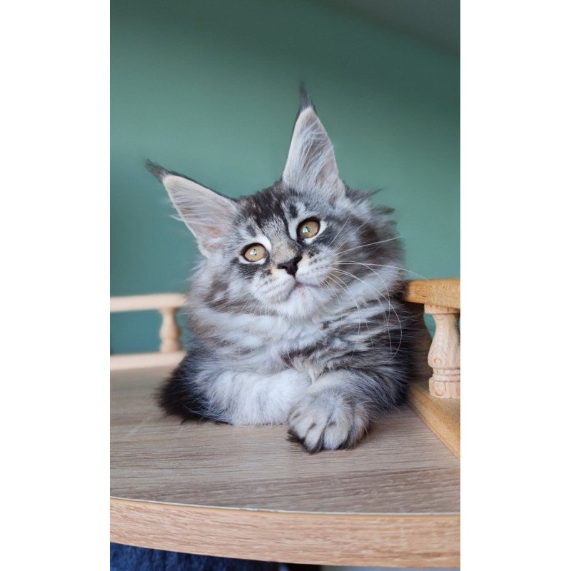 Maine Coon Floria