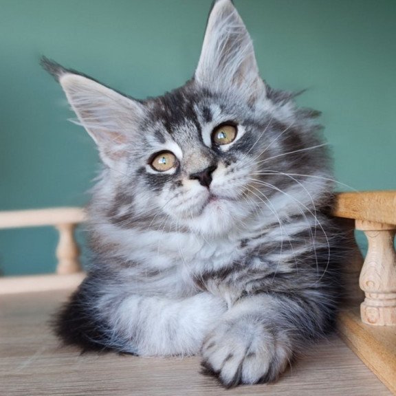 Maine Coon Floria
