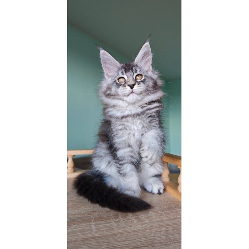 Maine Coon Floria
