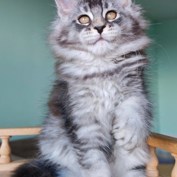 Maine Coon Floria