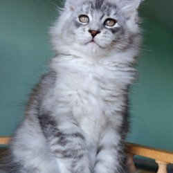 Maine Coon Felix