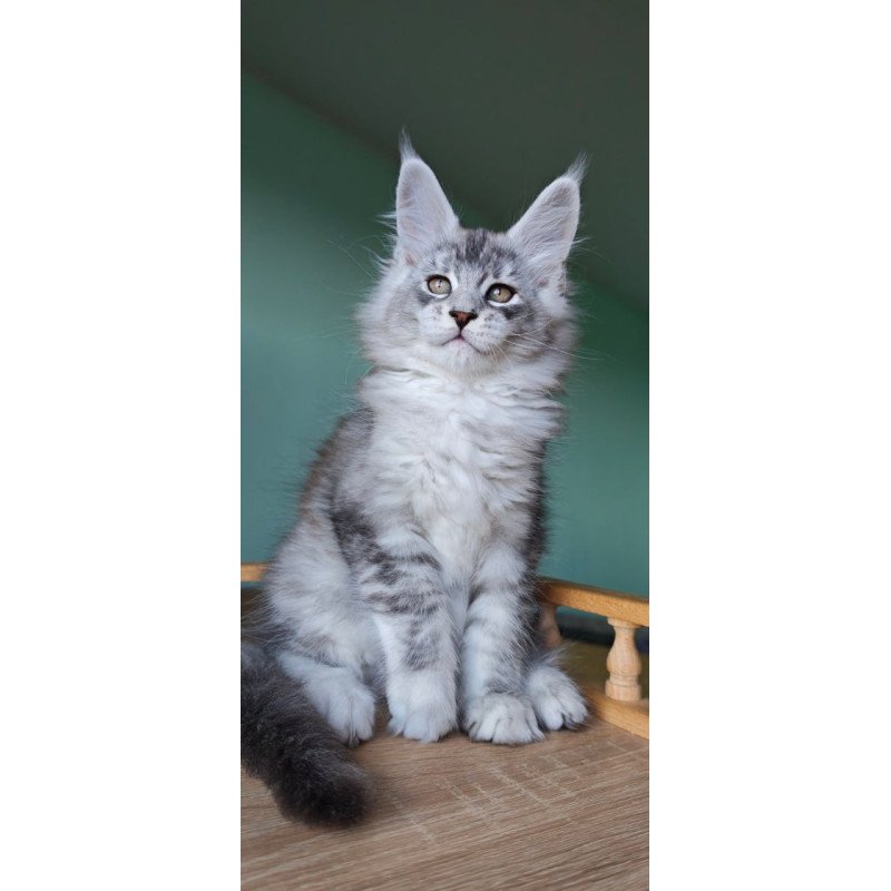Maine Coon Felix