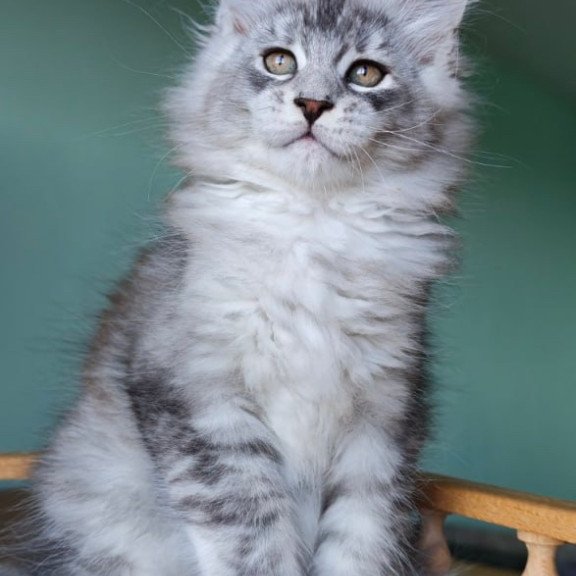 Maine Coon Felix