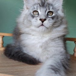 Maine Coon Felix