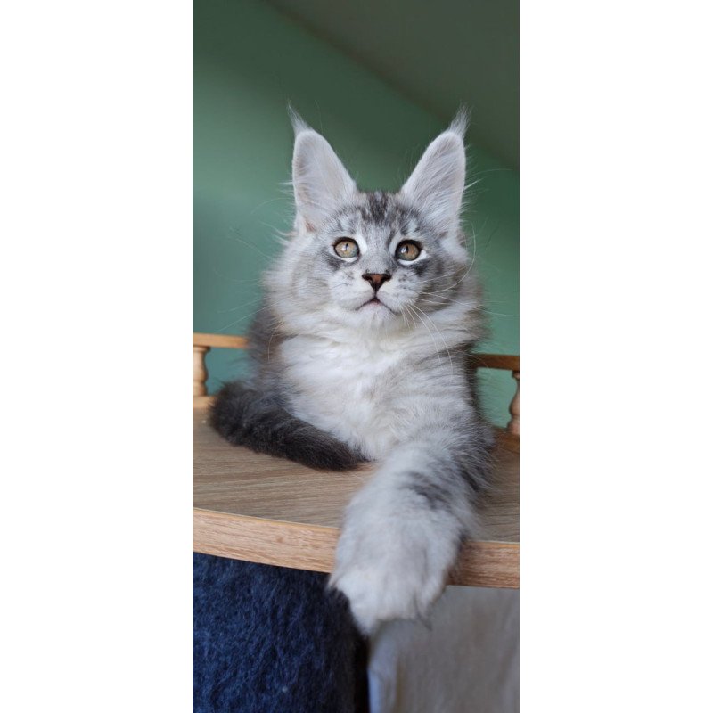 Maine Coon Felix
