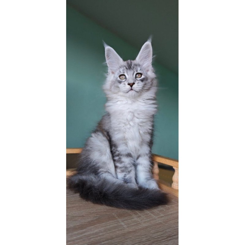 Maine Coon Felix