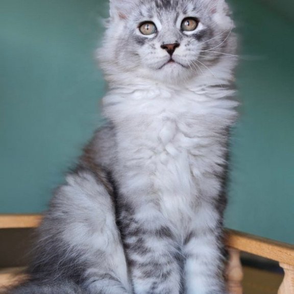 Maine Coon Felix