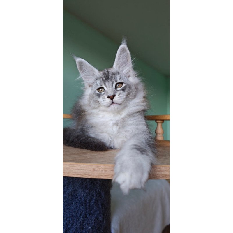 Maine Coon Felix