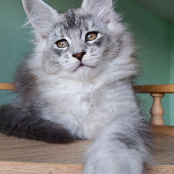 Maine Coon Felix