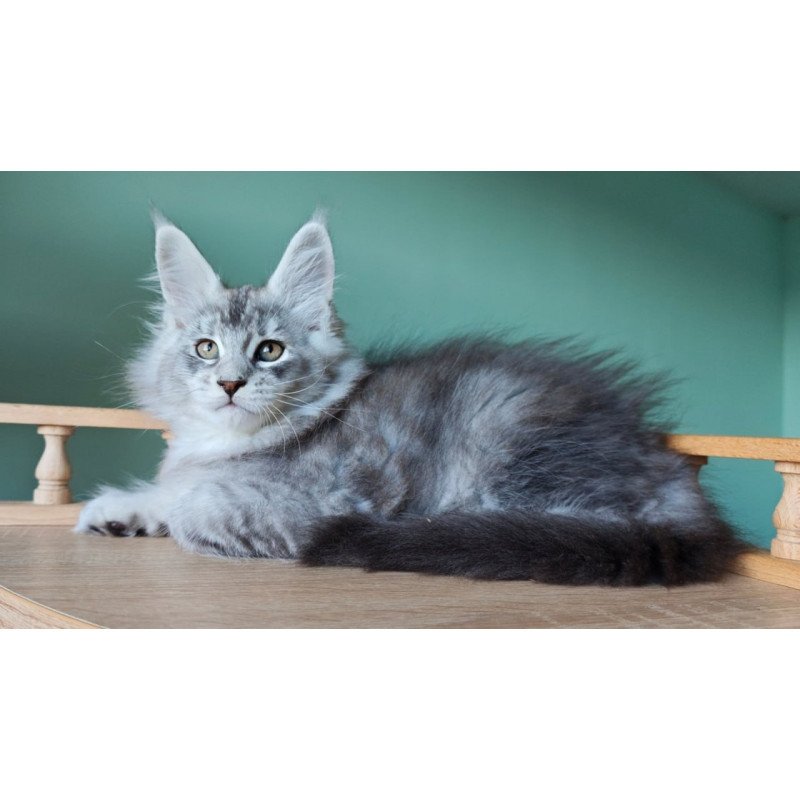 Maine Coon Felix
