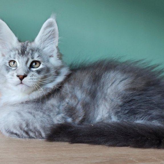 Maine Coon Felix