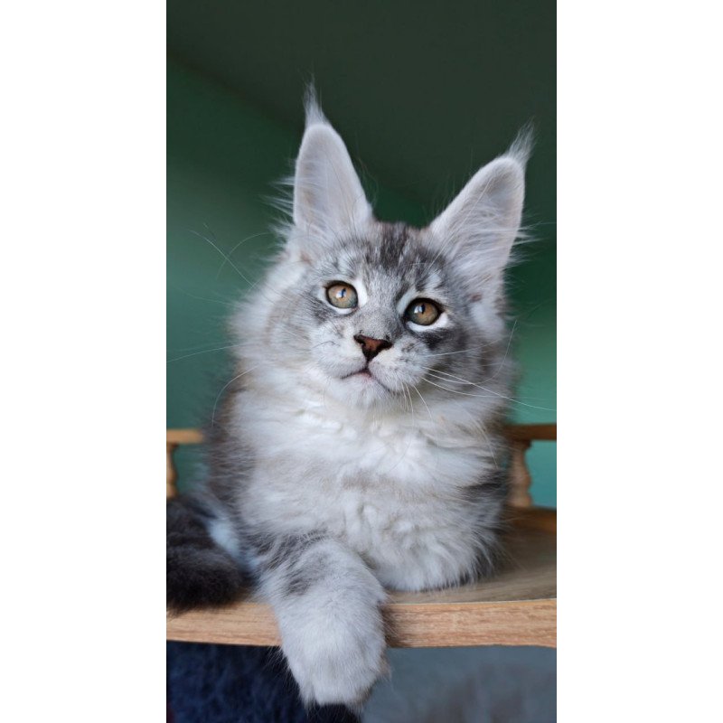Maine Coon Felix