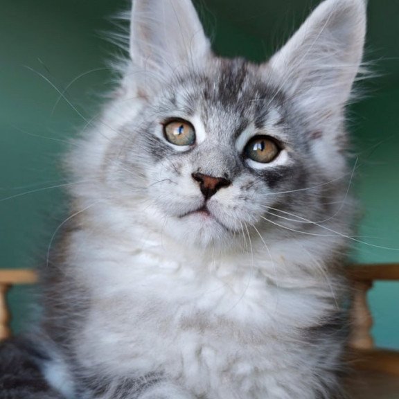 Maine Coon Felix