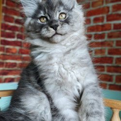 Maine Coon Freya