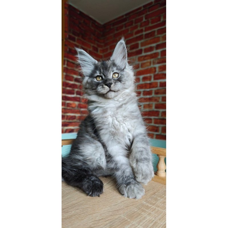 Maine Coon Freya