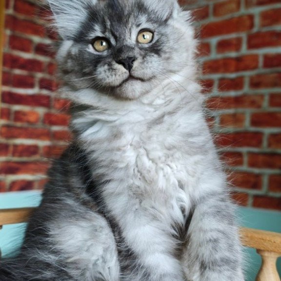 Maine Coon Freya