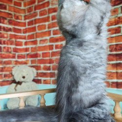 Maine Coon Freya
